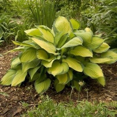 Hosta fort. 'Gold Standard'